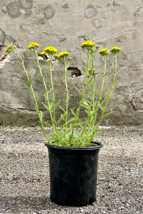 #1 size growers pot of Achillea 'Little Moonshine' perennial mid May in bloom with yellow flowers