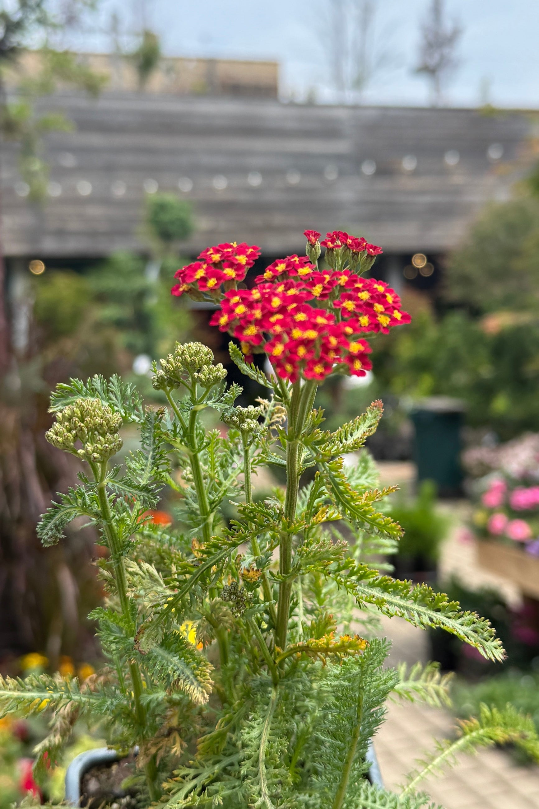 Achillea 'Milly Rock Red' Red and yellow flowers with green leaves the middle of May in a garden setting ©Sprout Home