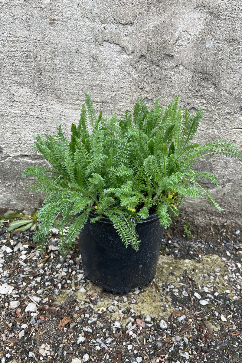 Achillea 'New Vintage Violet' in a #1 growers pot with its fresh green foliage the middle of April . 