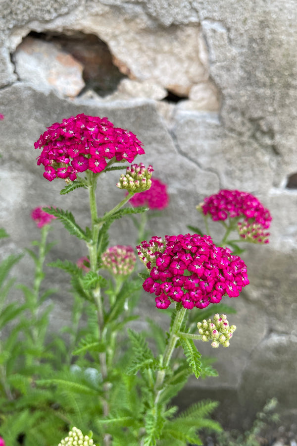 The rich and bright violet flowers of Achillea 'New Vintage Violet' the end of May.