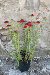 Achillea 'Paprika' in a #1 growers pot the beginning of June showing its red flat topped flowers. 
