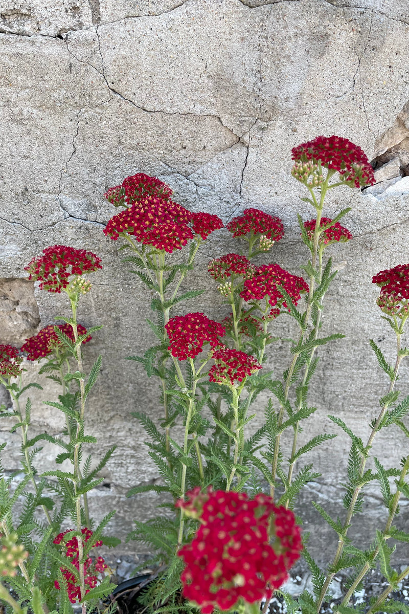 Detail picture of the red blooms of the Achillea 'Paprika' the beginning of June