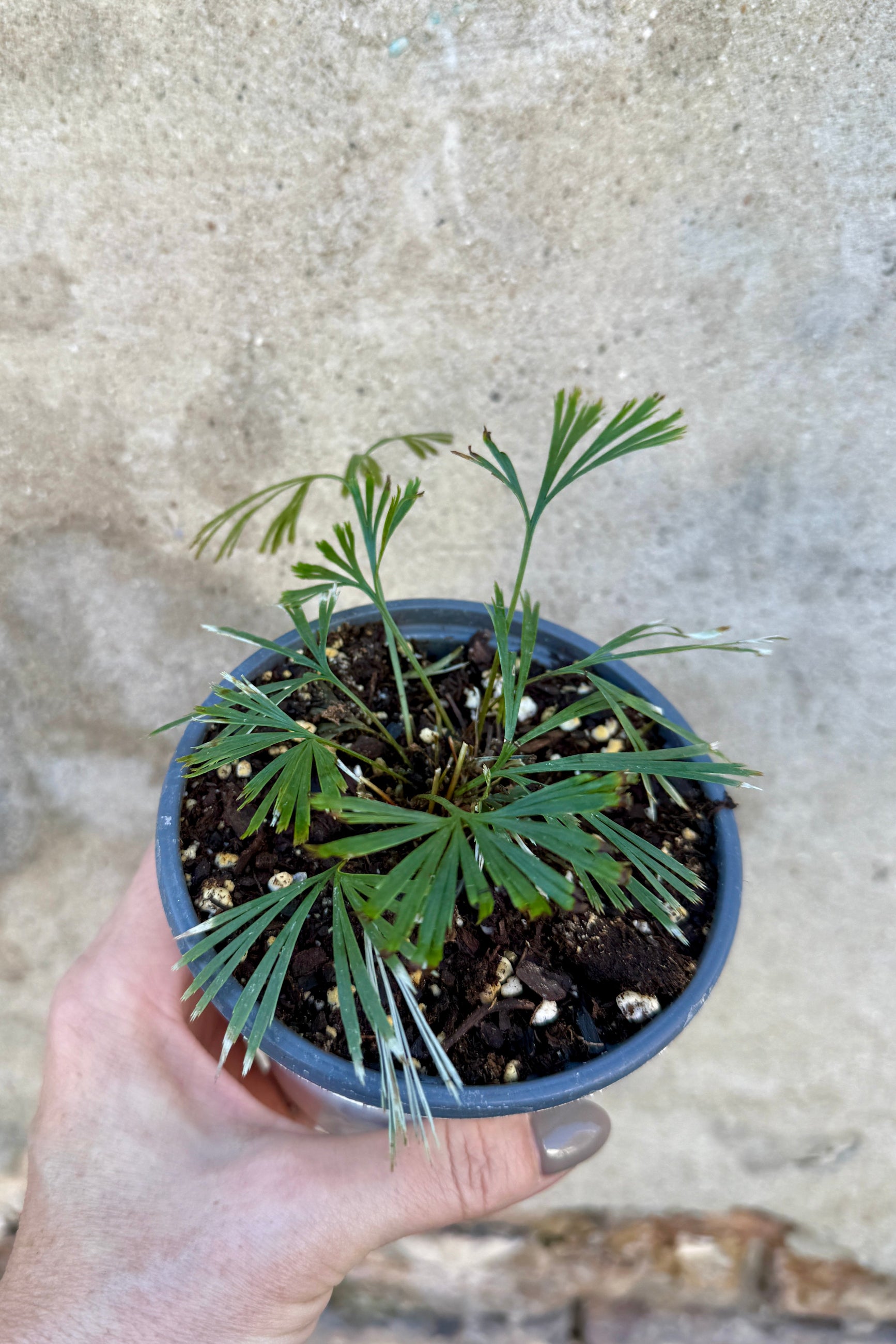 Small potted Actiniopteris australis "Ray Fern" plant in a 4.5" growers pot held in a hand against a textured wall background ©Sprout Home