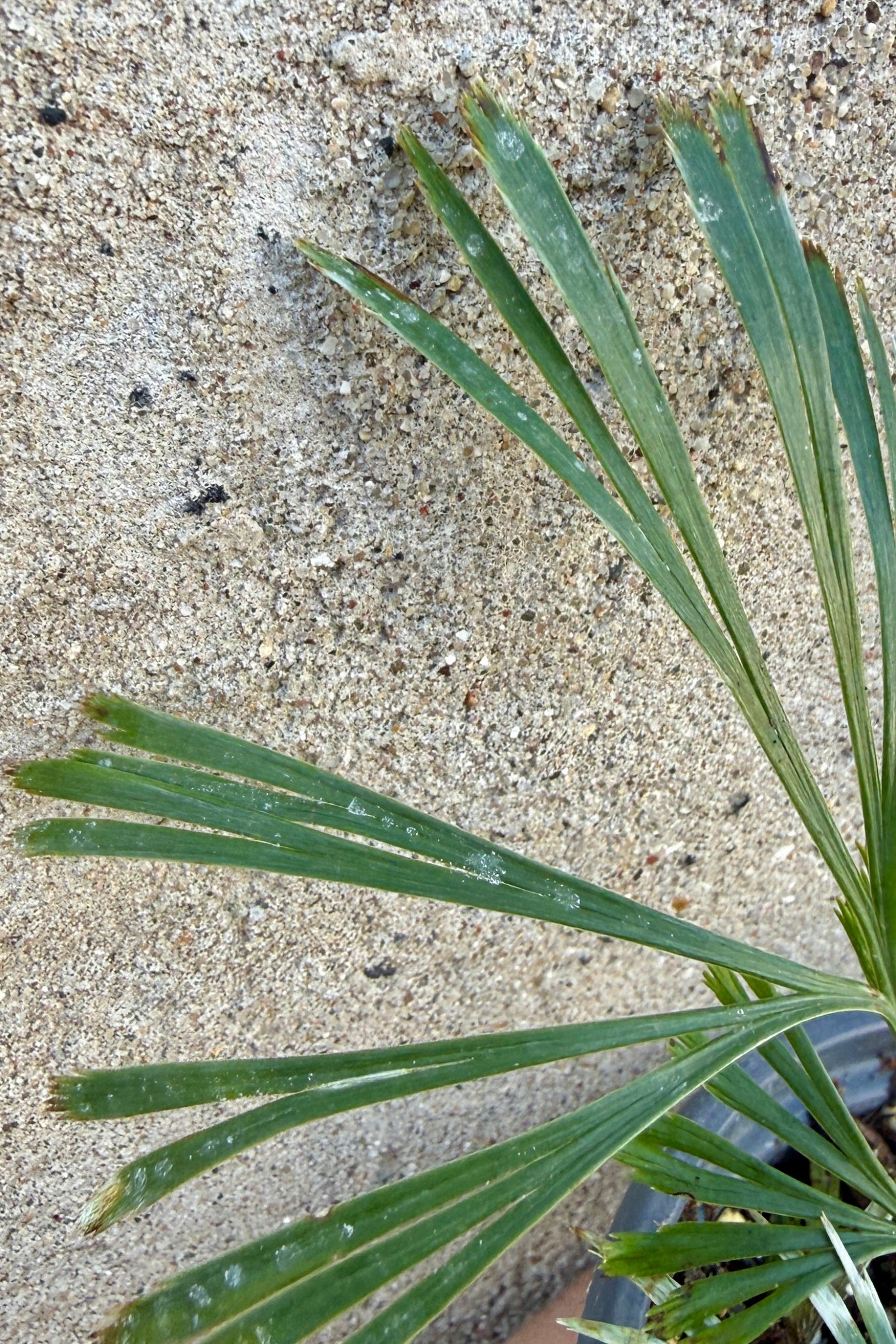 Actiniopteris australis "Ray Fern" detail showing the eyelash looking fronds ©Sprout Home