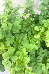 A detailed view of Adiantum raddianum "Maidenhair Fern" 8" against concrete backdrop