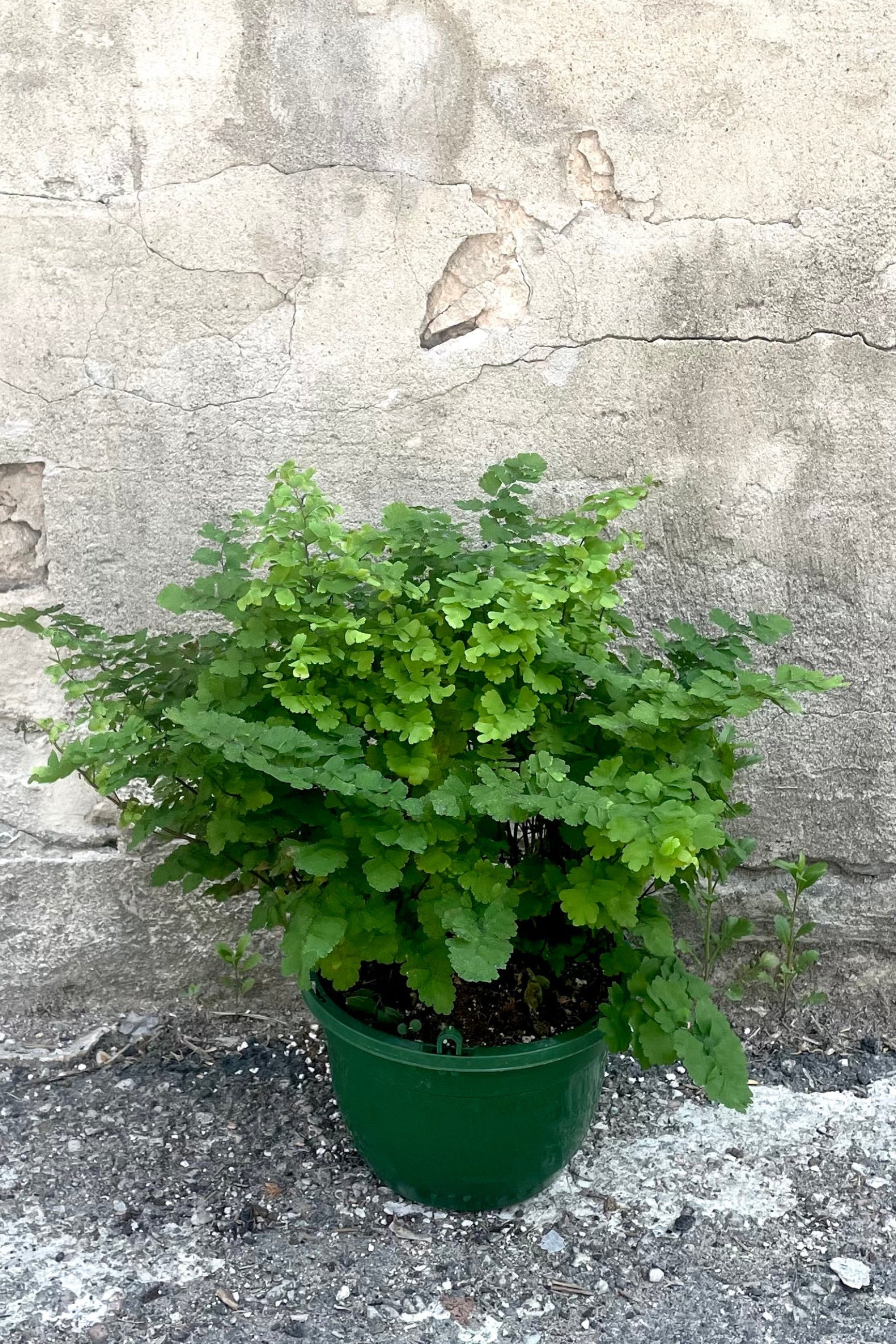 A full view of Adiantum raddianum "Maidenhair Fern" 8" in grow pot against concrete backdrop ©Sprout Home