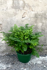 A full view of Adiantum raddianum "Maidenhair Fern" 8" in grow pot against concrete backdrop