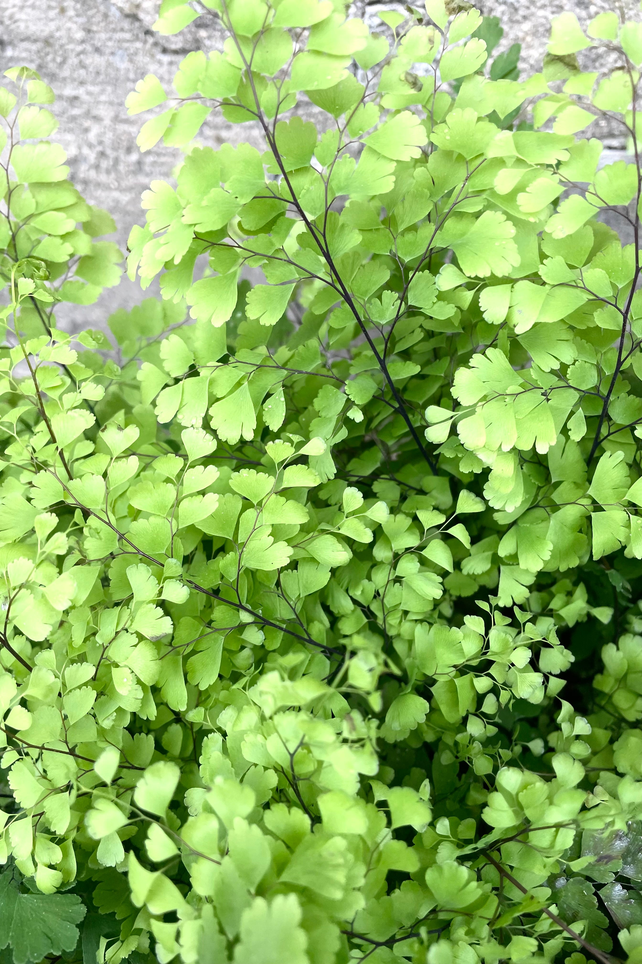 A detailed view of Adiantum pedatum "Northern Maidenhair Fern" 8" against concrete backdrop