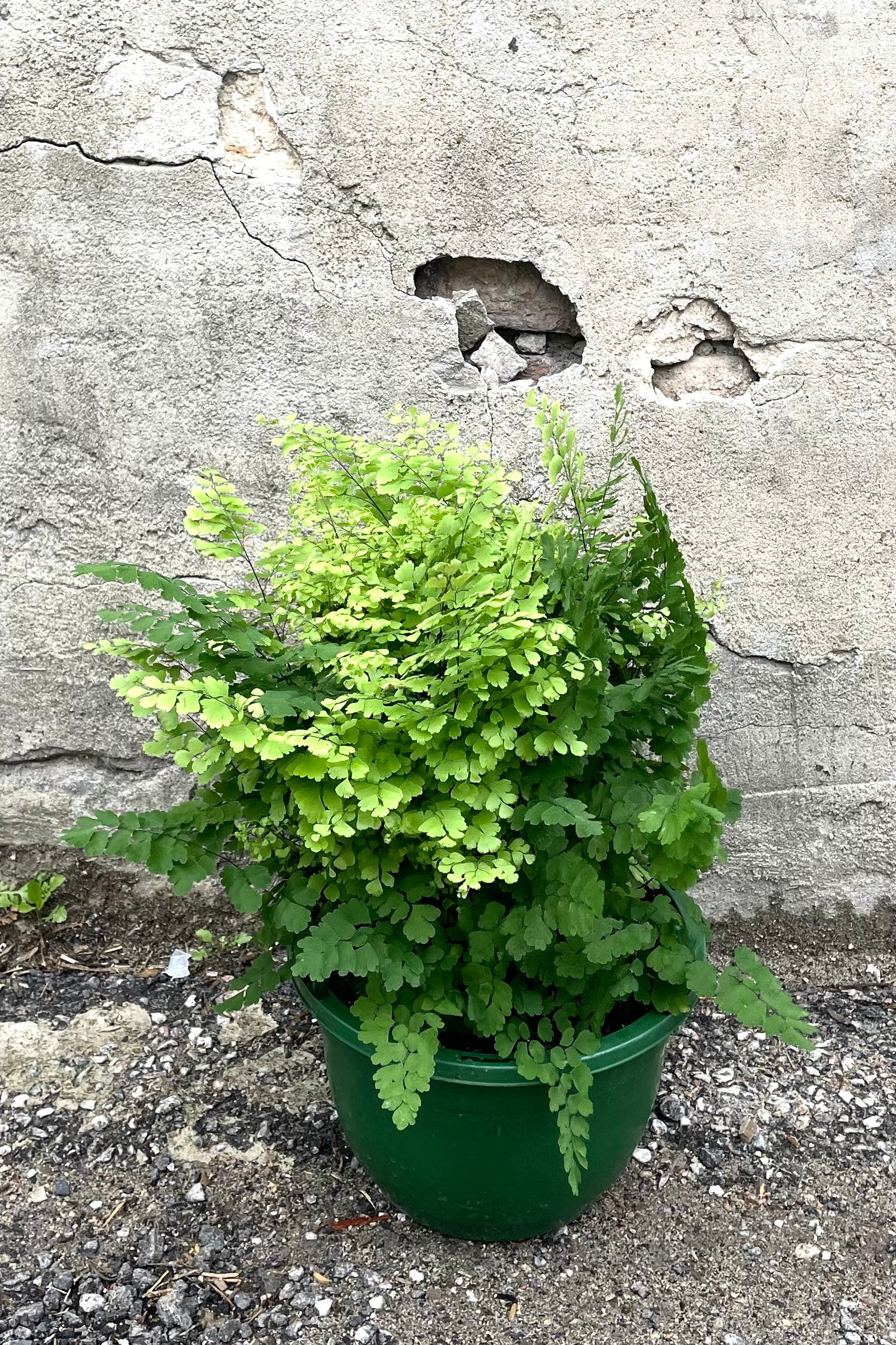 A full view of Adiantum pedatum "Northern Maidenhair Fern" 8" in grow pot against concrete backdrop