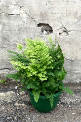 A full view of Adiantum pedatum "Northern Maidenhair Fern" 8" in grow pot against concrete backdrop