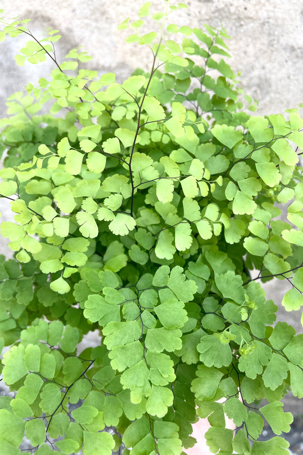 A detailed view of Adiantum raddianum 'Fritz Luthi' 4" against concrete backdrop