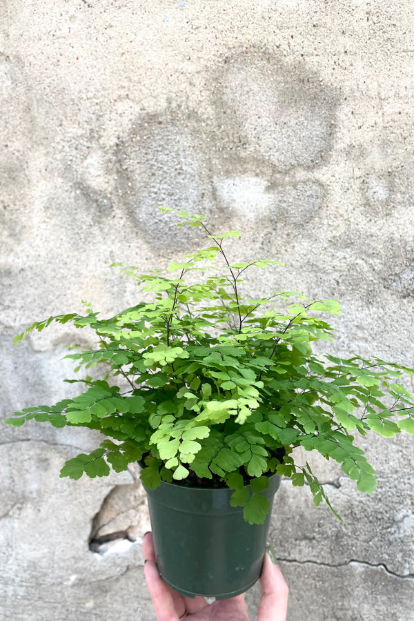 A full view of a hand holding Adiantum raddianum 'Fritz Luthi' 4" in grow pot against concrete backdrop
