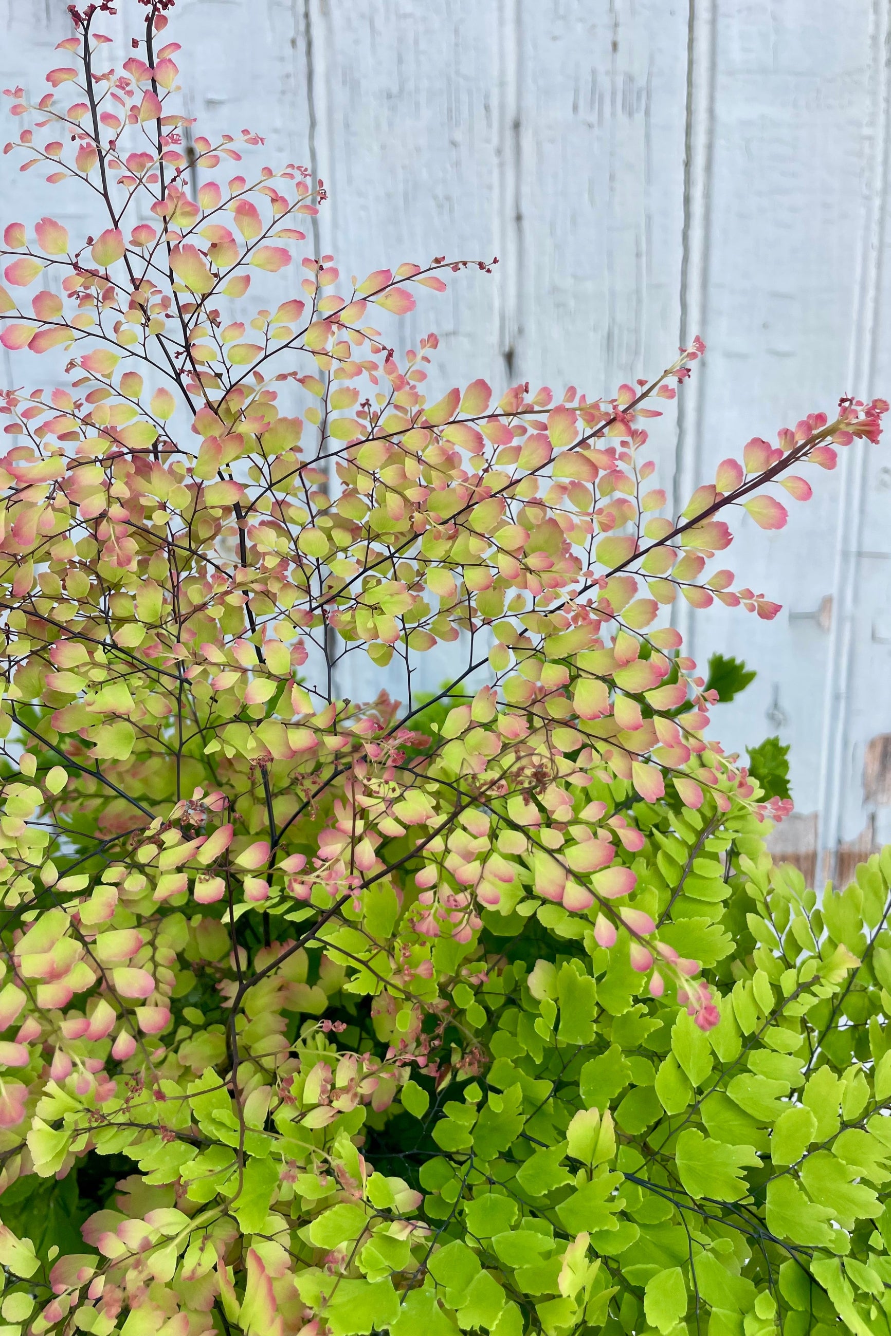 Fern plant with pink and green leaves against a light wooden panel background. Peacock Maidenhair Fern Adiantum ©Sprout Home