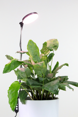 A black LED adjustable plant light in use above a plant.