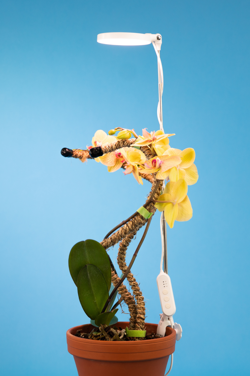 A white LED adjustable plant light in use with an orchid