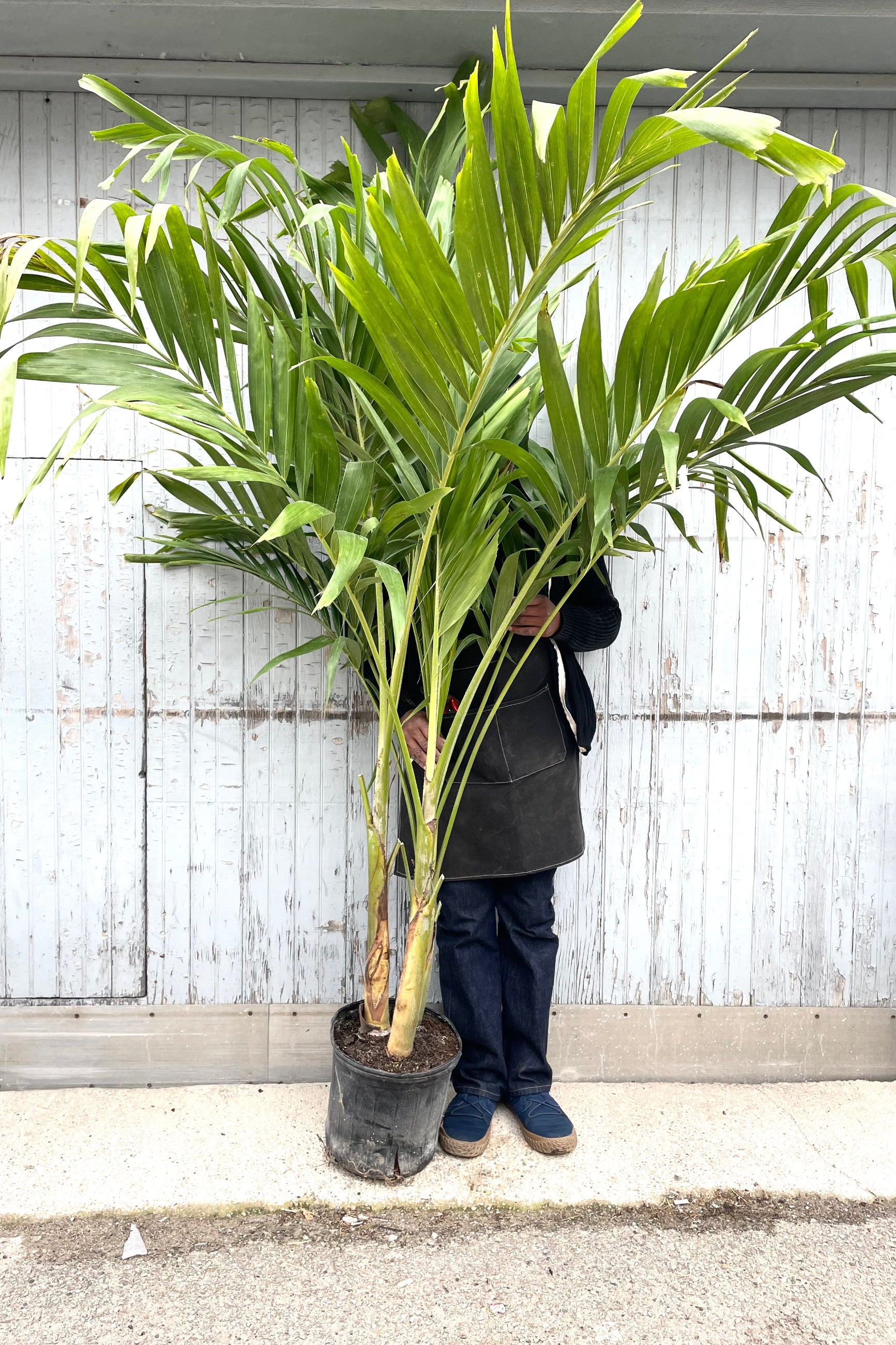 Adonidia plant with a person hiding behind it ©Sprout Home
