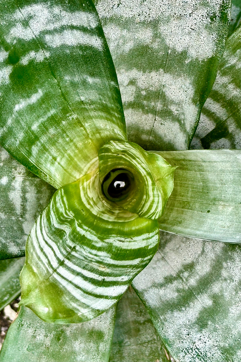 Detail image of the center looking in of an Aechmea plant