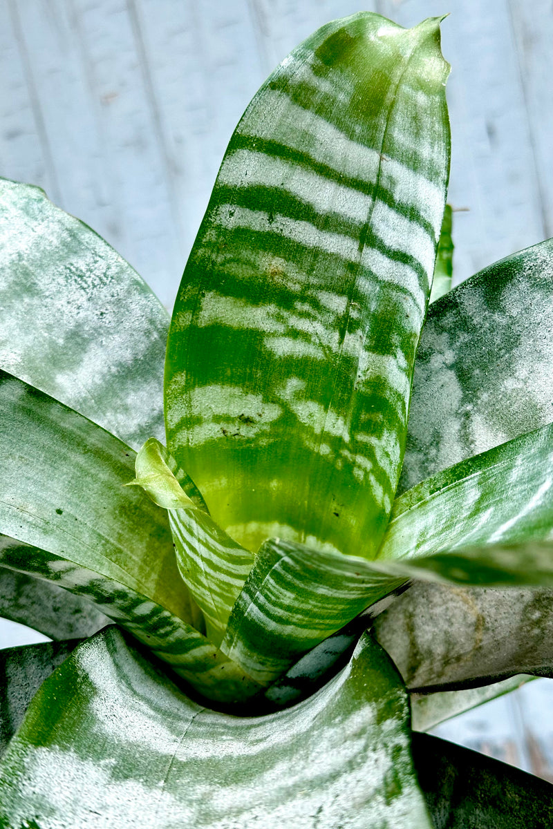 The green and silver striped leaves of an Aechmea up close