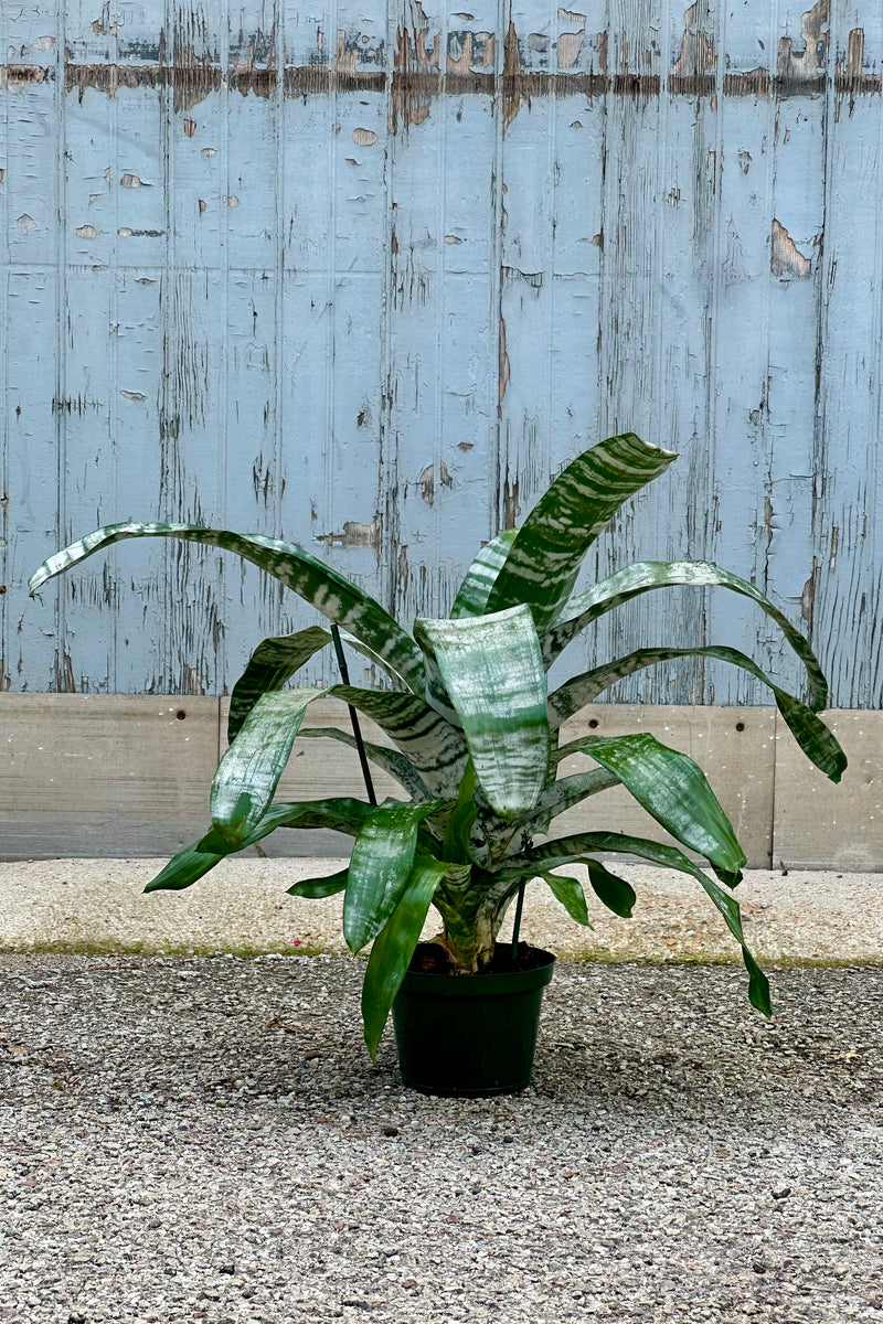 A green and silver Aechmea in a 6" growers pot shown from the side.