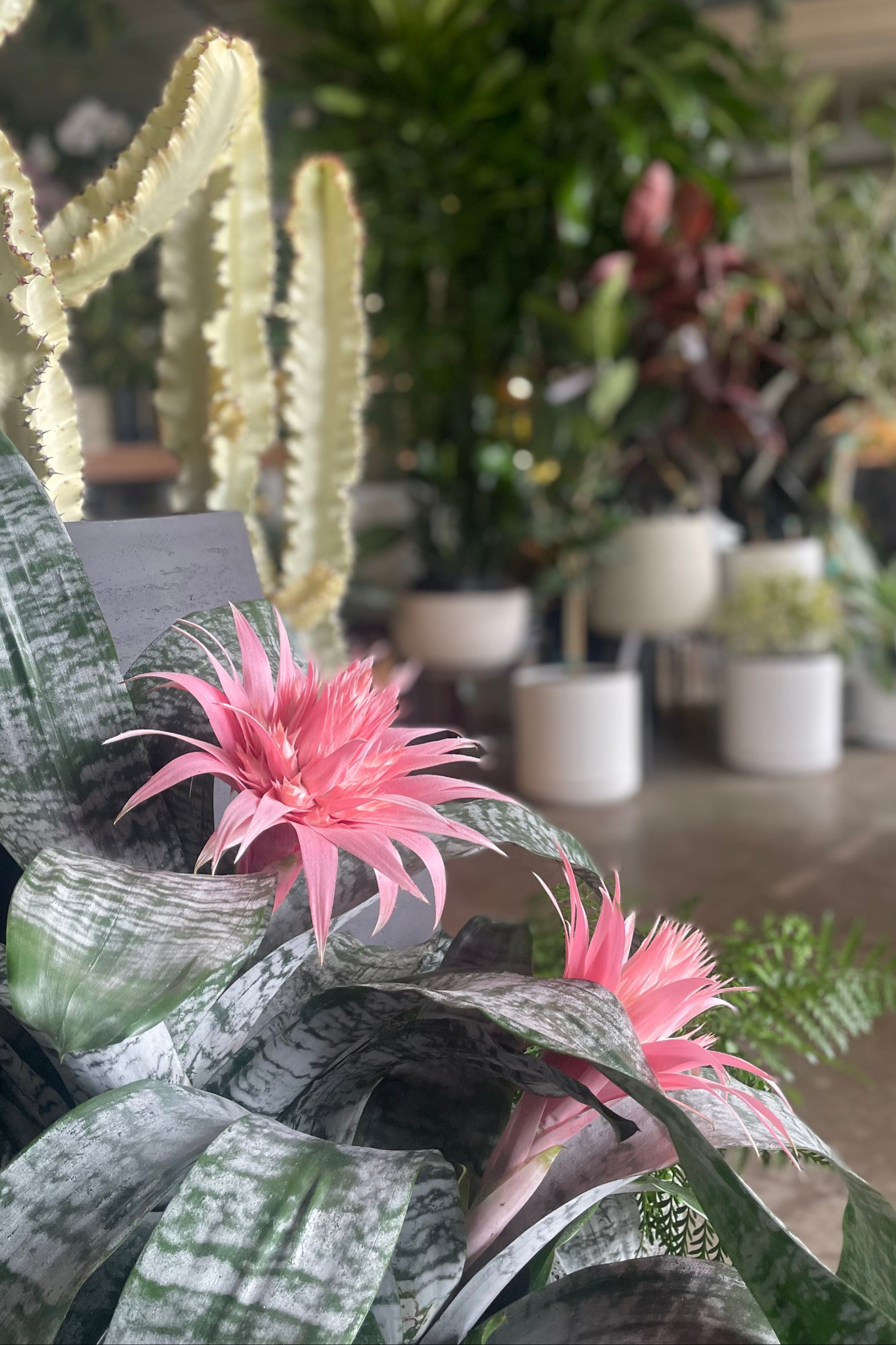 A photo of Aechmea bromeliad pink flowers in a garden shop ©Sprout Home