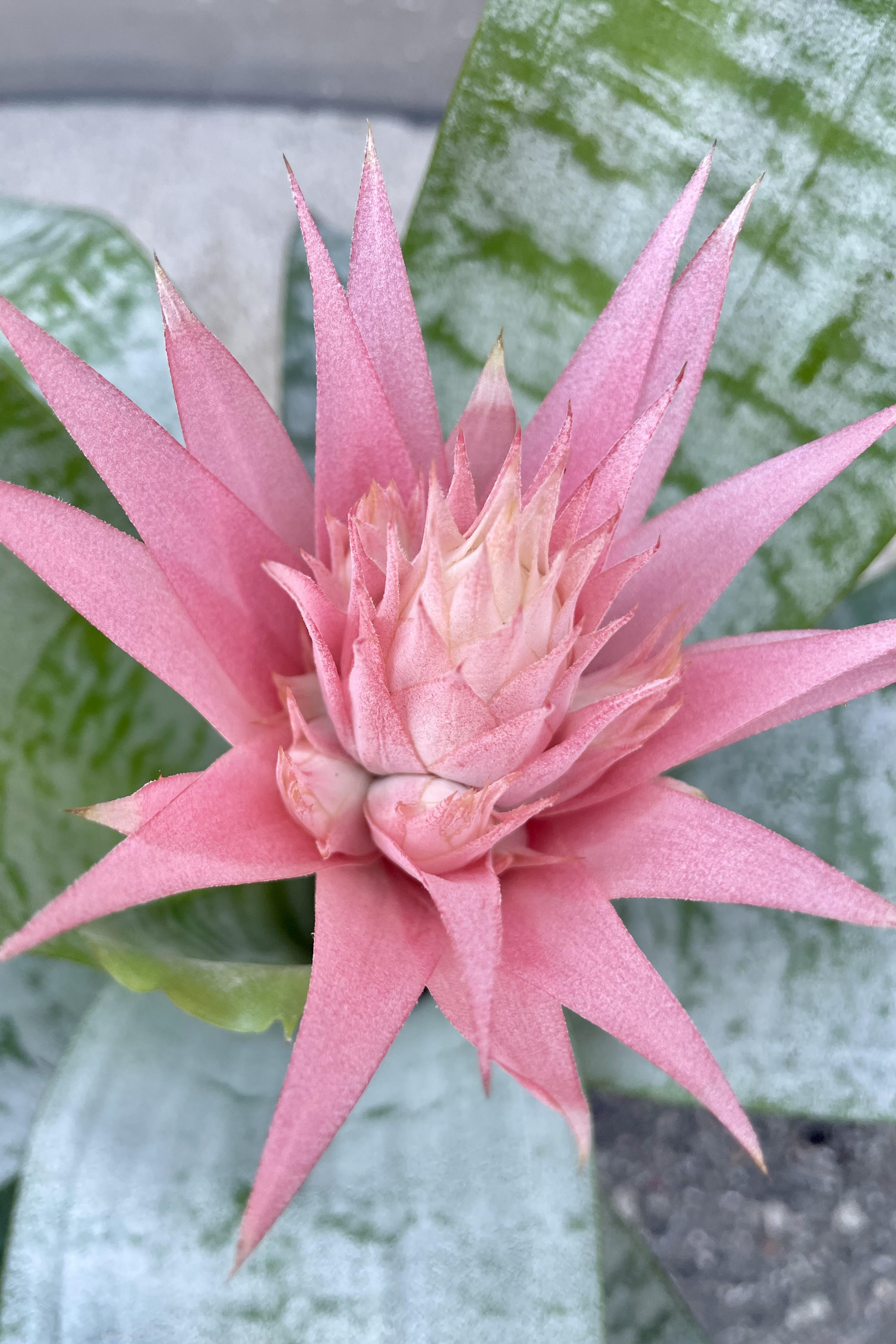 A detailed glimpse at the Aechmea fasciata 'Primera' flower. The flower is soft pink with long pointed bracts surrounding it and is growing from a central point of the plants silver-green leaves.