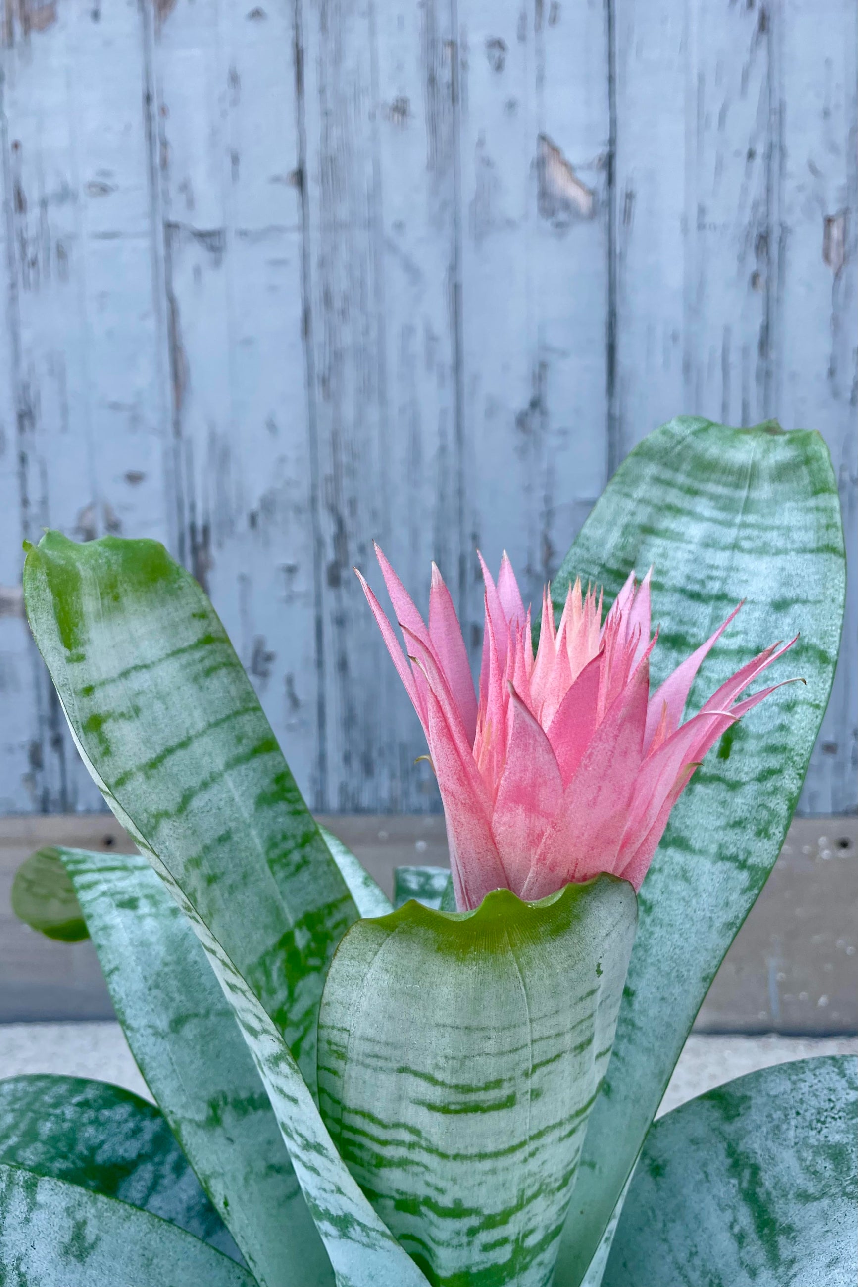 A detailed glimpse at the Aechmea fasciata 'Primera' flower. The flower is soft pink with long pointed bracts surrounding it and is growing from a central point of the plants silver-green leaves. The flower is shown against a gray wall. ©Sprout Home