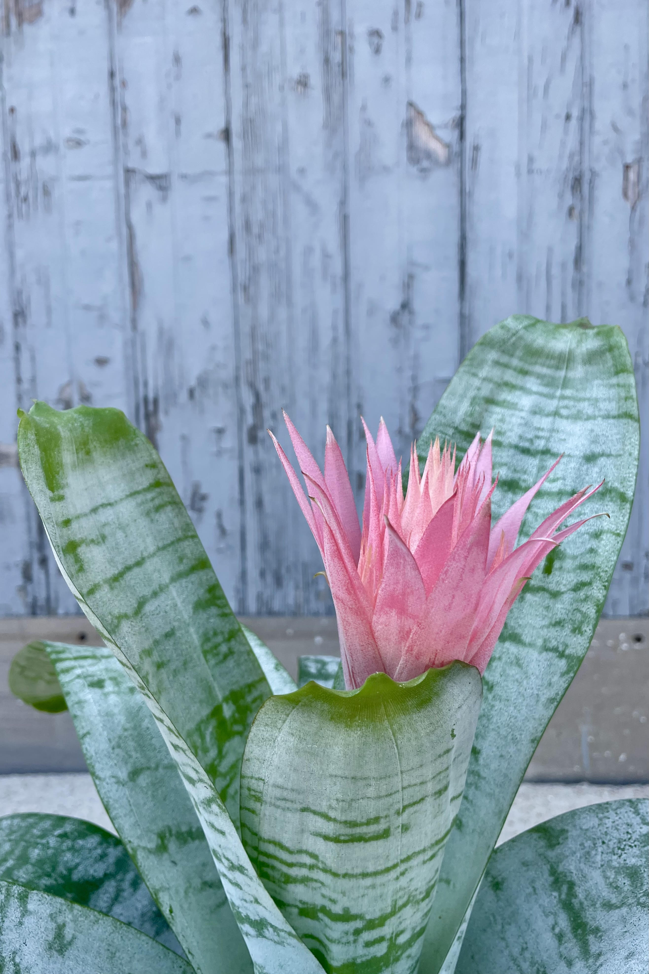 A detailed glimpse at the Aechmea fasciata 'Primera' flower. The flower is soft pink with long pointed bracts surrounding it and is growing from a central point of the plants silver-green leaves. The flower is shown against a gray wall.