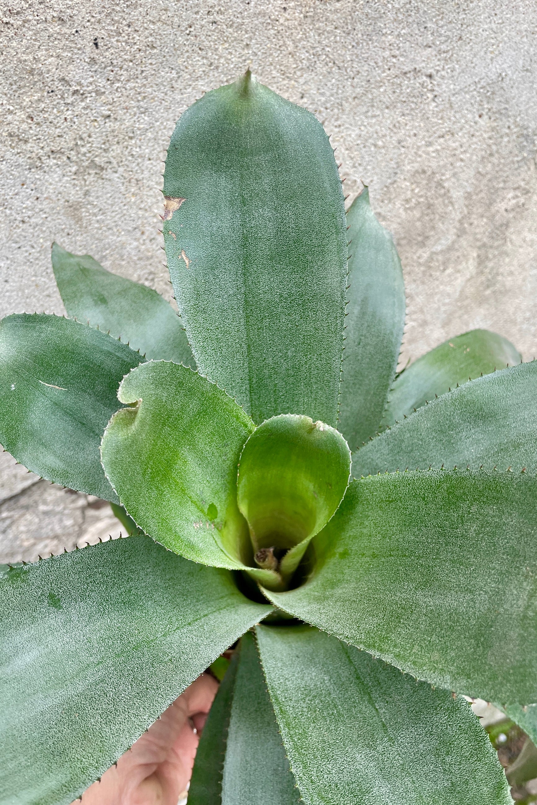 detail close up of  a Aechmea tayoensis plant in a 6" growers pot against a brick and concrete wall at Sprout Home. ©Sprout Home