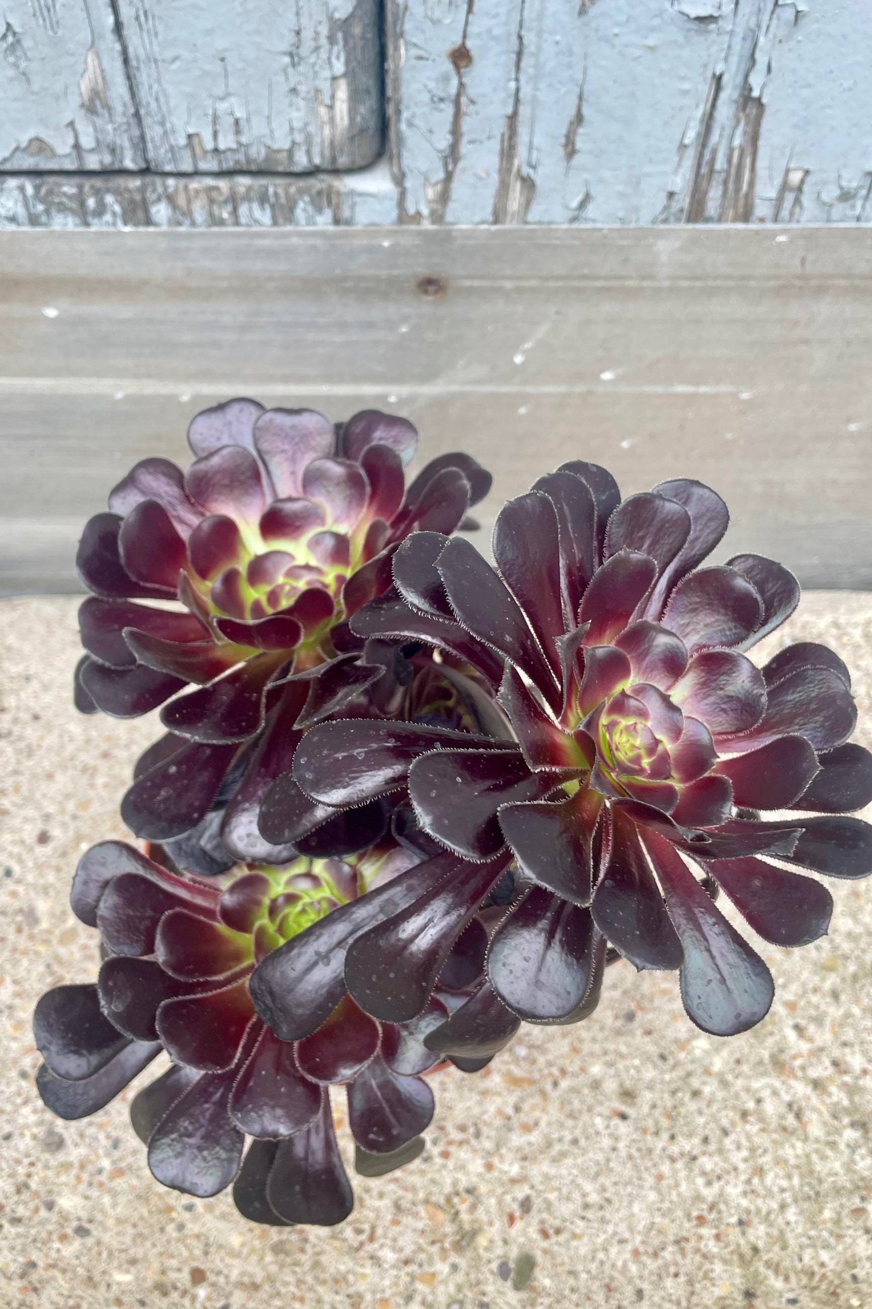 Photo of an Aeonium succulent from above. The plant has dark red leaves and is shown against a gray and cement background. ©Sprout Home