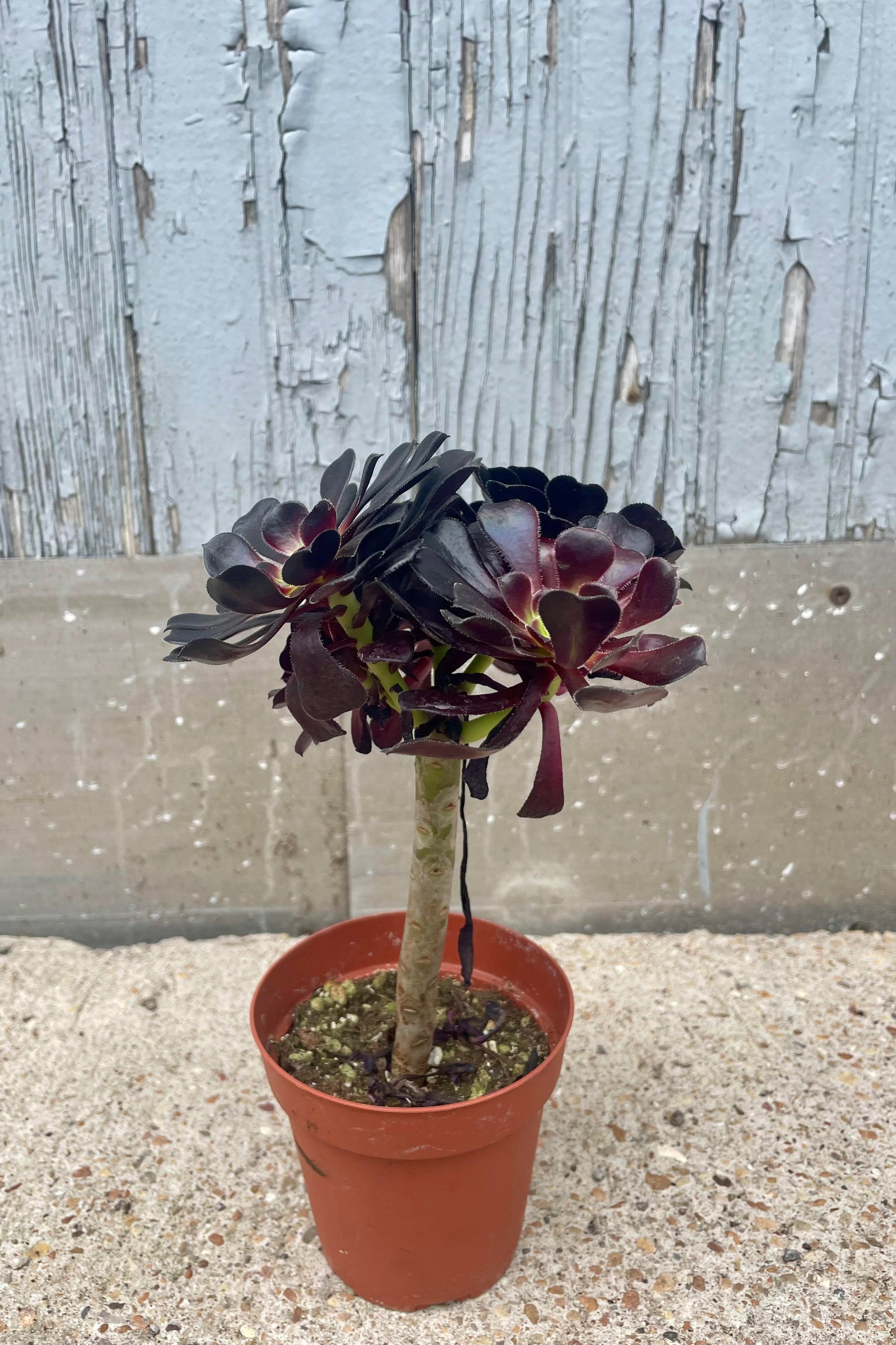 Photo of Aeonium arboreum 'Atropurpureum' in an orange pot against a gray wall. The plant has a tall stem and branches and dark, almost black leaves on top. ©Sprout Home