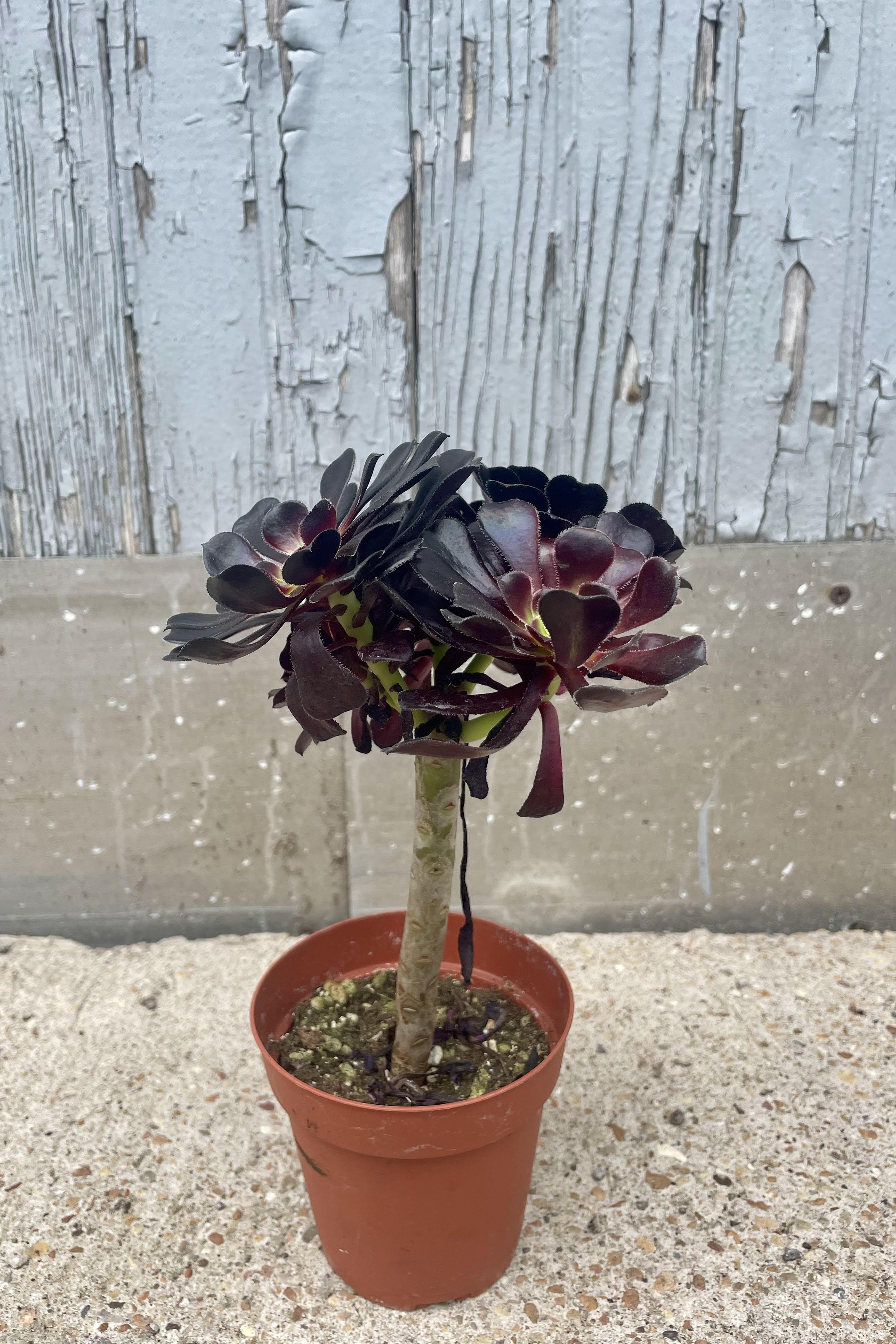 Photo of Aeonium arboreum 'Atropurpureum' in an orange pot against a gray wall. The plant has a tall stem and branches and dark, almost black leaves on top.