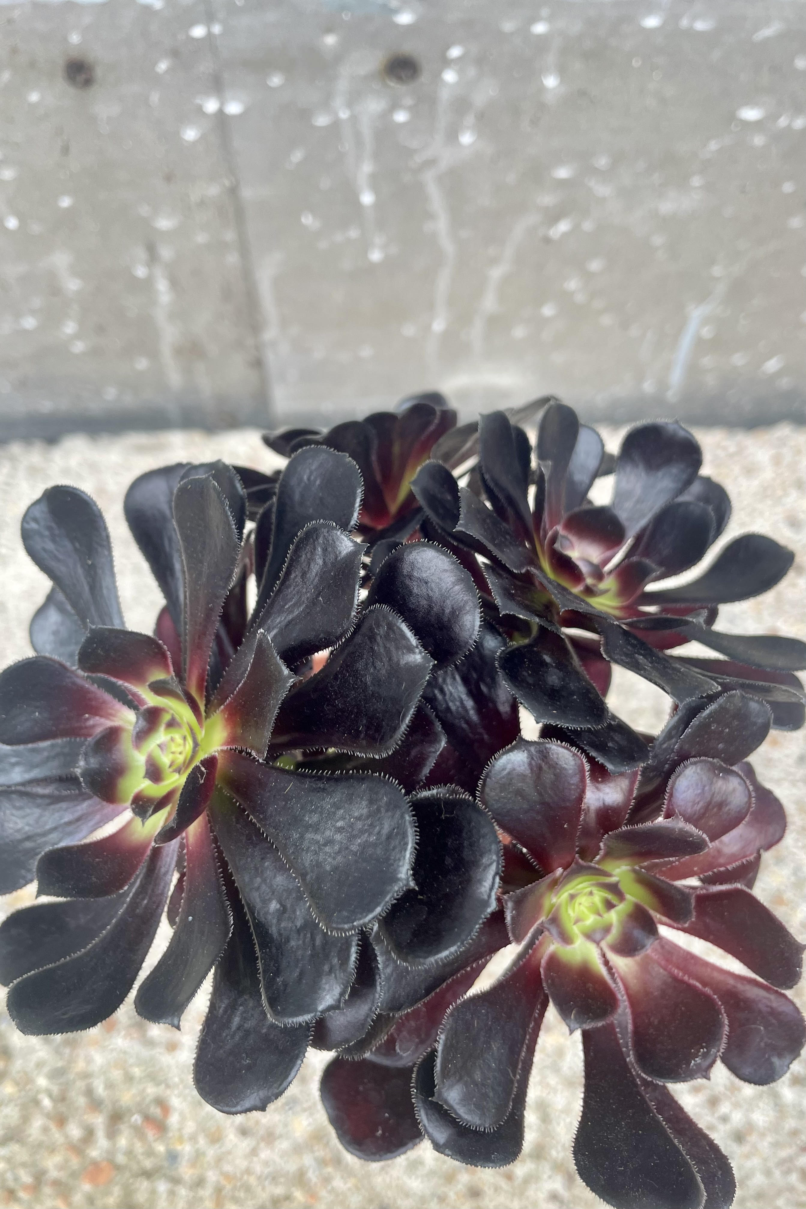 An overhead photo of the dark almost-black leaves of Aeonium arboreum 'Atropurpureum' against a cement background.