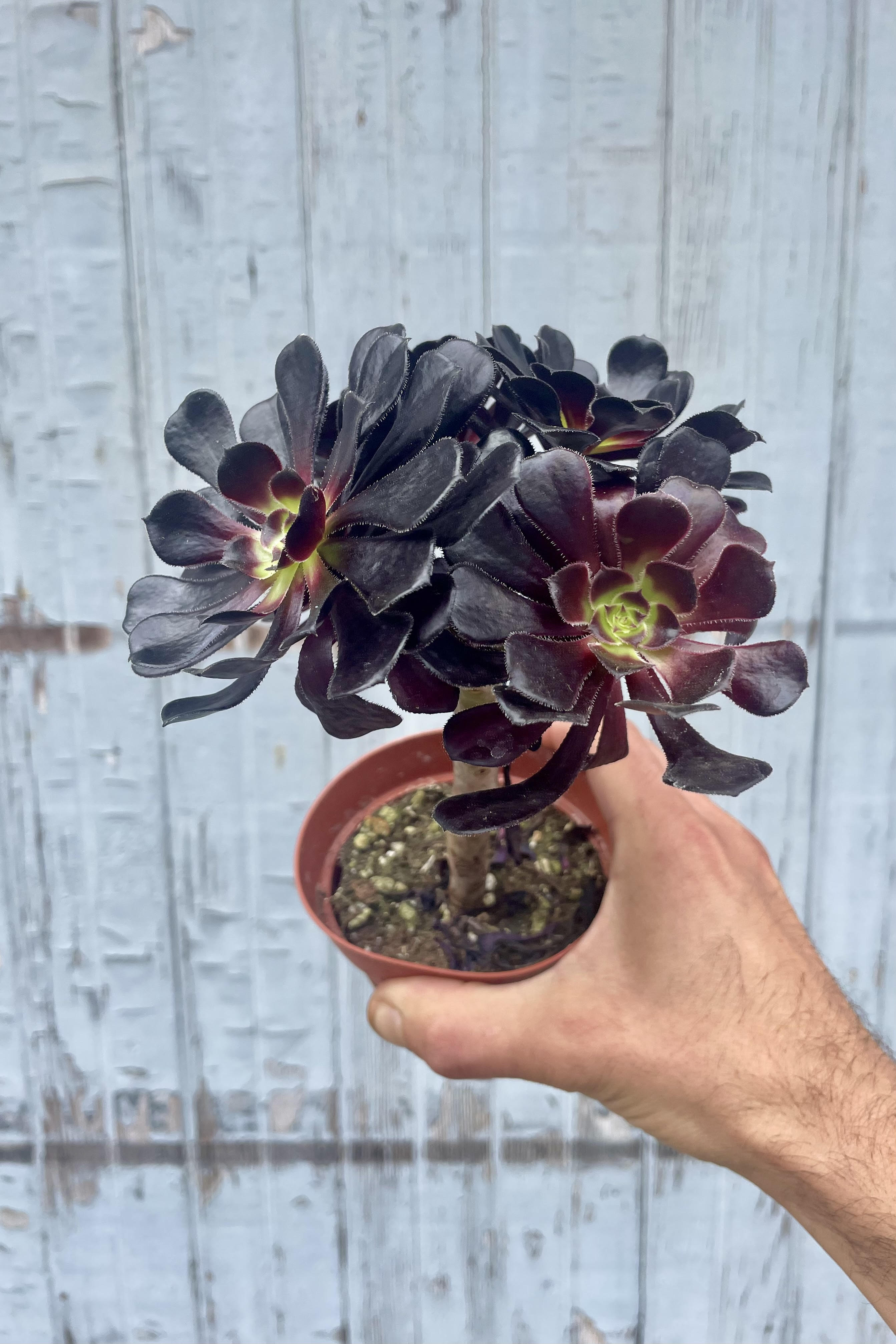 Photo of a hand holding Aeonium arboream 'Atropurpureum' against a gray wall. The plant has dark, almost-black leaves. 