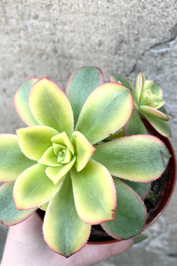 A detailed view of Aeonium arboreum 'Kiwi' 4" against concrete backdrop