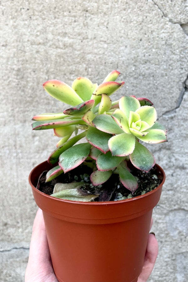 A hand holds Aeonium arboreum 'Kiwi' 4" in grow pot against concrete backdrop