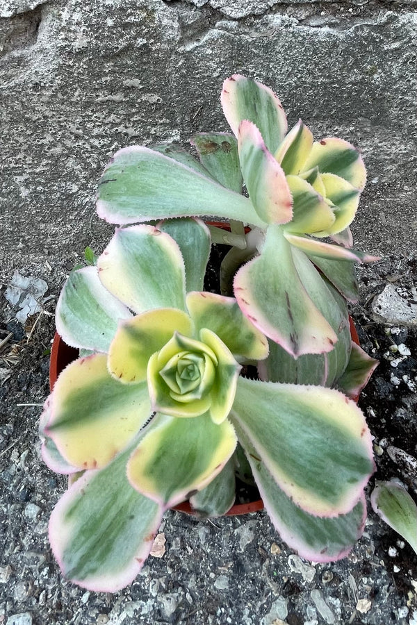 An overhead view of Aeonium arboreum 'Sunburst' 4" against concrete backdrop