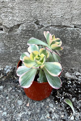 A full view of Aeonium arboreum 'Sunburst' 4" in grow pot against concrete backdrop