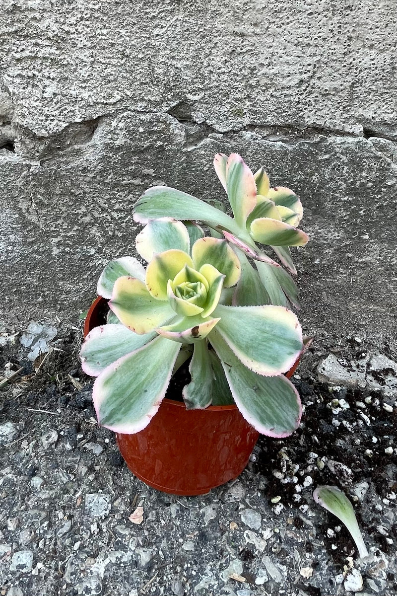 A full view of Aeonium arboreum 'Sunburst' 4" in grow pot against concrete backdrop