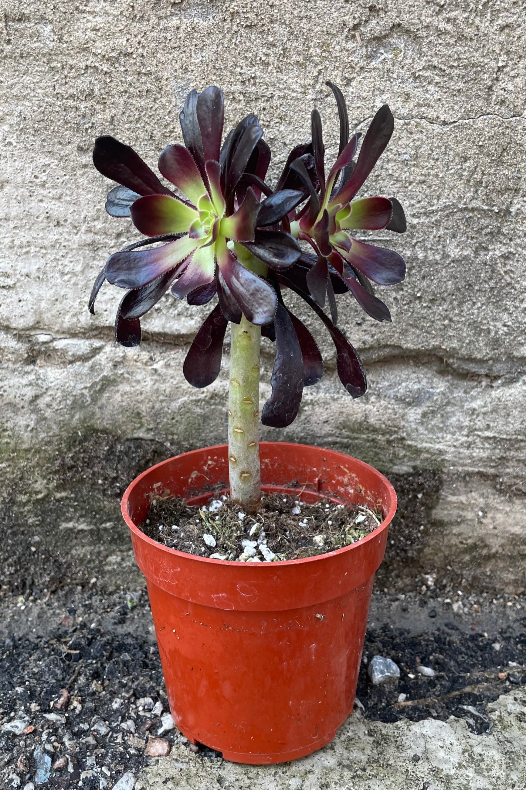 Aeonium 'Zwartkop' in a 4" growers pot in a standard form with the burgundy leaves on the top of the stalk in rosettes. ©Sprout Home