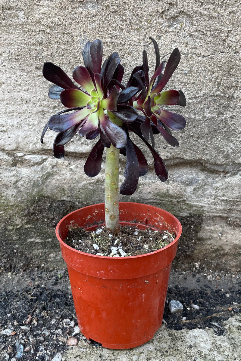 Aeonium 'Zwartkop' in a 4" growers pot in a standard form with the burgundy leaves on the top of the stalk in rosettes.