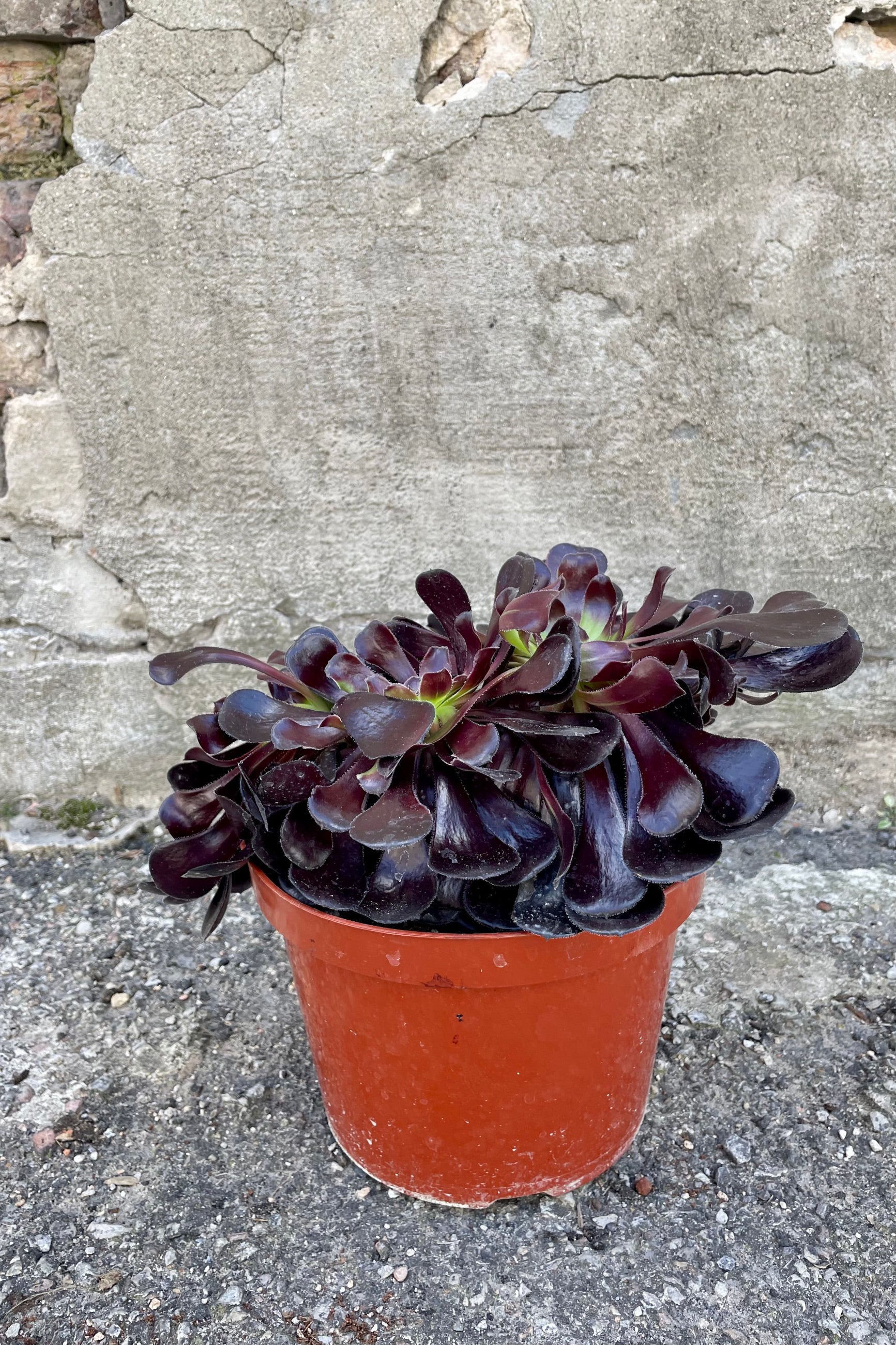 Photo of Aeonium 'Zwartkop' with dark rosettes of leaves in a clay colored pot against a cement wall. ©Sprout Home