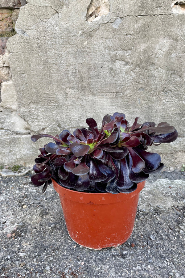 Photo of Aeonium 'Zwartkop' with dark rosettes of leaves in a clay colored pot against a cement wall.