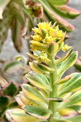 Up close detail of the thick green, yellow and pink leaves along with the yellow buds of the Aeonium 'Sunburst' at Sprout Home