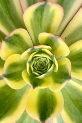 close of of the center of a rosette of the Aeonium 'Sunburst' with its green with yellow exterior and pink edged leaves radiating from center. 