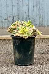 Aeonium 'Sunburst' in a #5 growers pot with its variegated bright rosettes with limbs close to the pot. 