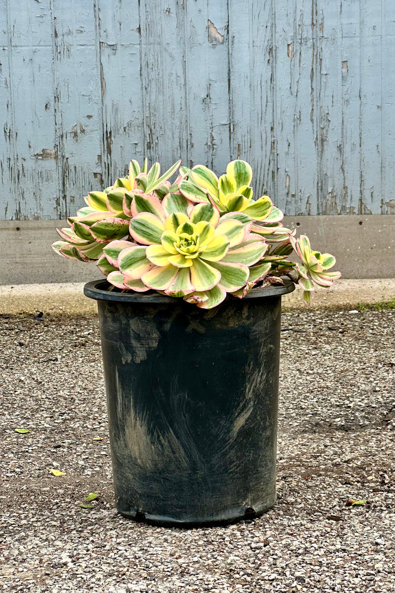 Aeonium 'Sunburst' in a #5 growers pot with its variegated bright rosettes with limbs close to the pot. 
