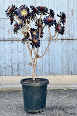 The sculptural Aeonium 'Zwartkop' succulent tree in a #15 growers pot at Sprout Home with its clusters of dark rosettes. 