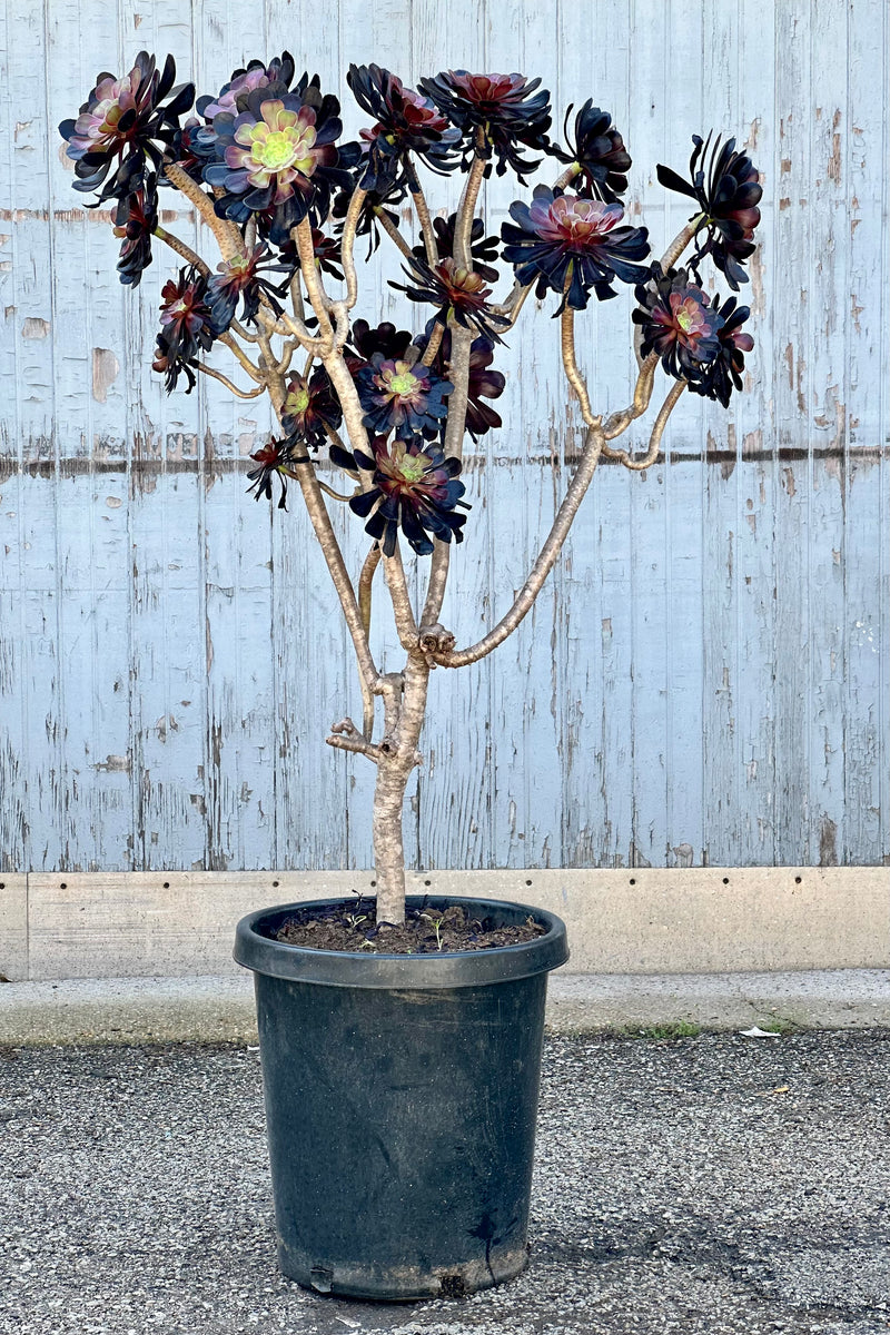 The sculptural Aeonium 'Zwartkop' succulent tree in a #15 growers pot at Sprout Home with its clusters of dark rosettes. 