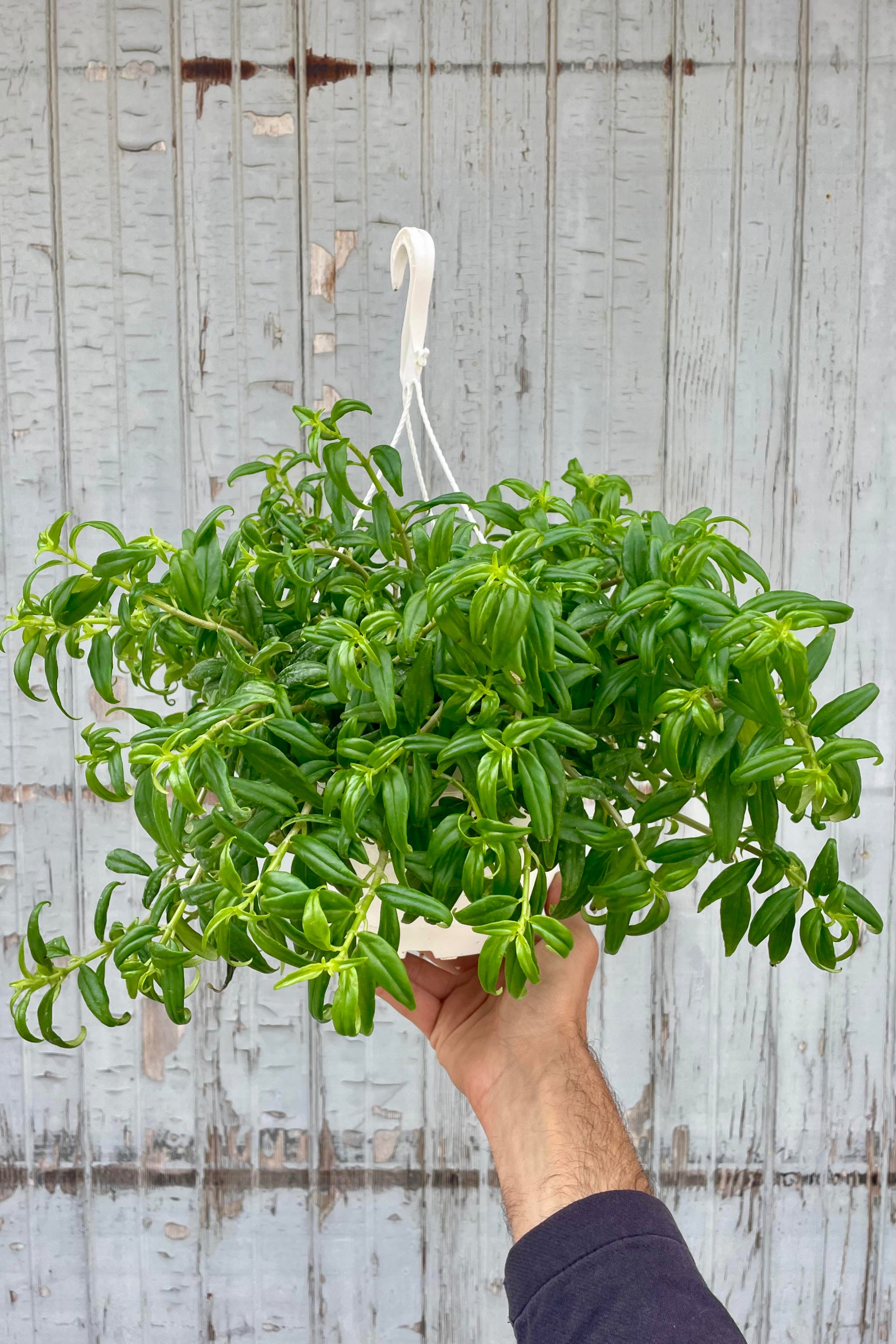 Photo of a hand holding an Lipstick vine plant against a gray wall.  The plant is Aeschynanthus radicans 'Tangerine' and is shown in a white pot with a white hanging hook. The leaves are narrow and bright green.  ©Sprout Home