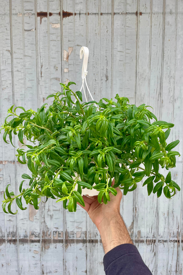 Photo of a hand holding an Lipstick vine plant against a gray wall.  The plant is Aeschynanthus radicans 'Tangerine' and is shown in a white pot with a white hanging hook. The leaves are narrow and bright green. 